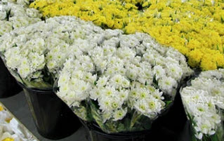 ดอกมัมสีขาวและสีเหลือง