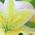 พัดลม 18นิ้ว 61