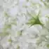 อันนา 302