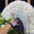 ธารา 9413 พวงหรีดดอกไม้สดหรูส่งฟรี