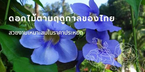 ดอกไม้ตามฤดูกาลของไทย สวยงามเหมาะสมในราคาประหยัด