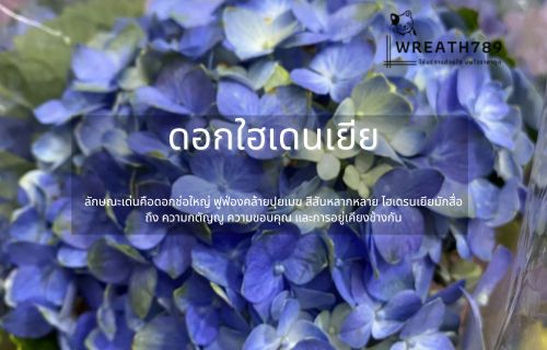 ดอกใฮเดนเยีย