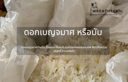 เบญจมาศหรือดอกมัม