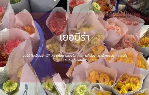 ดอกเยอบีร่า
