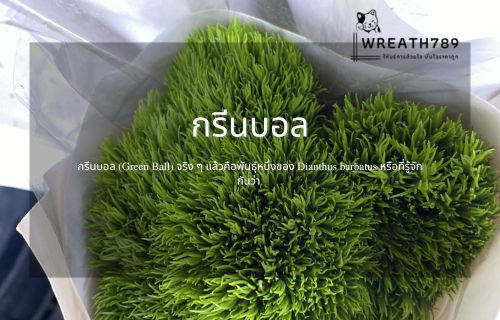 ดอกกรีนบอล
