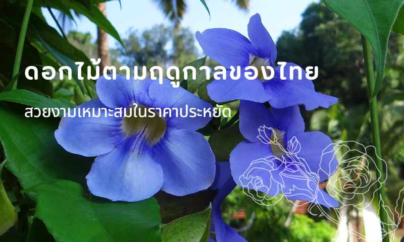 ดอกไม้ตามฤดูกาลของไทย สวยงามเหมาะสมในราคาประหยัด