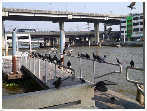 บริเวณท่าน้ำวัดไก่เตี้ย